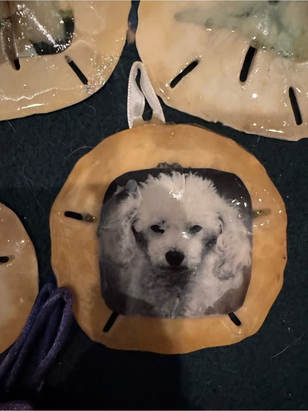 Handmade Beige real  Sand Dollar Pet Photo Ornament -all of them